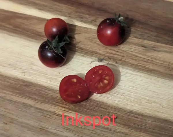 Tomaten: Inkspot