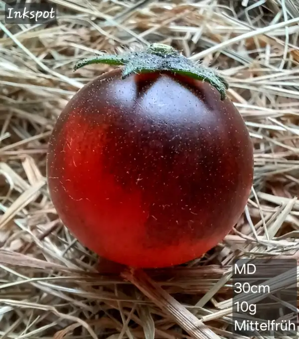 Tomaten: Inkspot