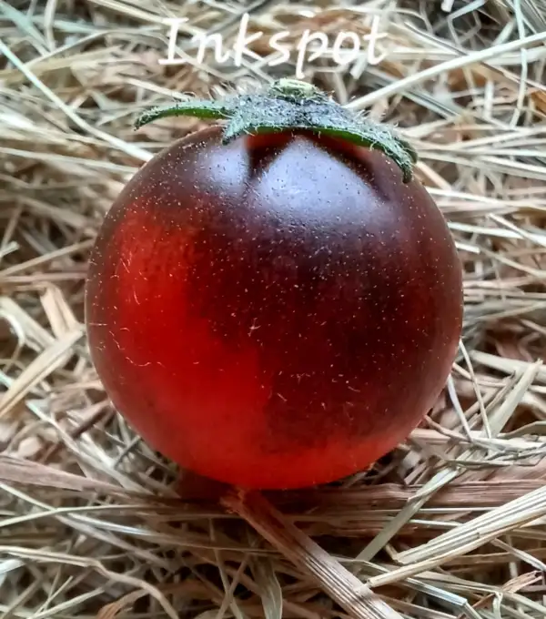 Tomaten: Inkspot
