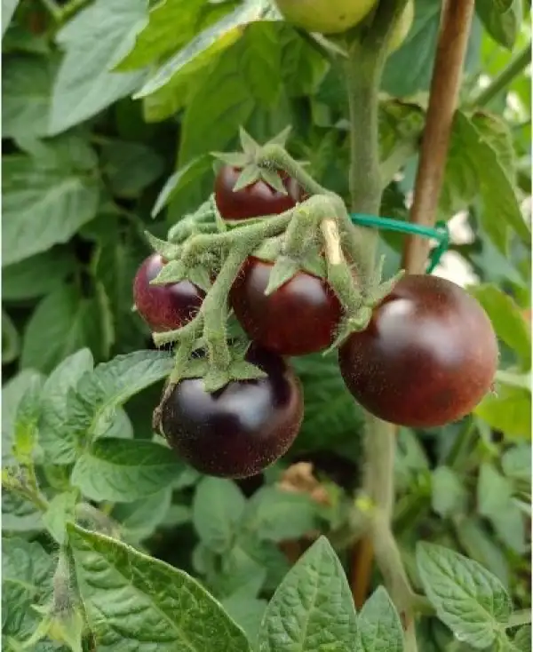 Tomaten: Inkspot