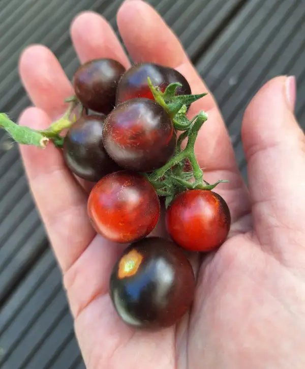 Tomaten: Inkspot