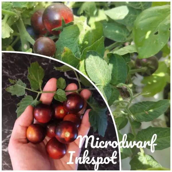 Tomaten: Inkspot Microdwarf