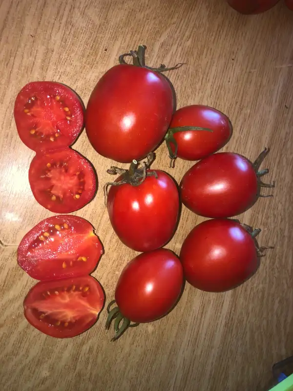 Tomaten: Inlé