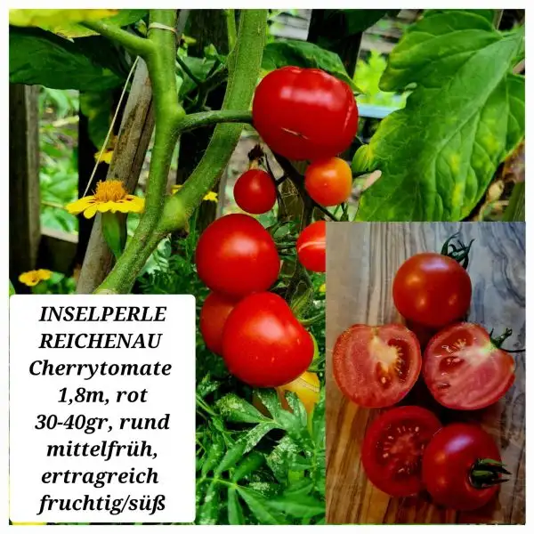 Tomaten: INSELPERLE REICHENAU