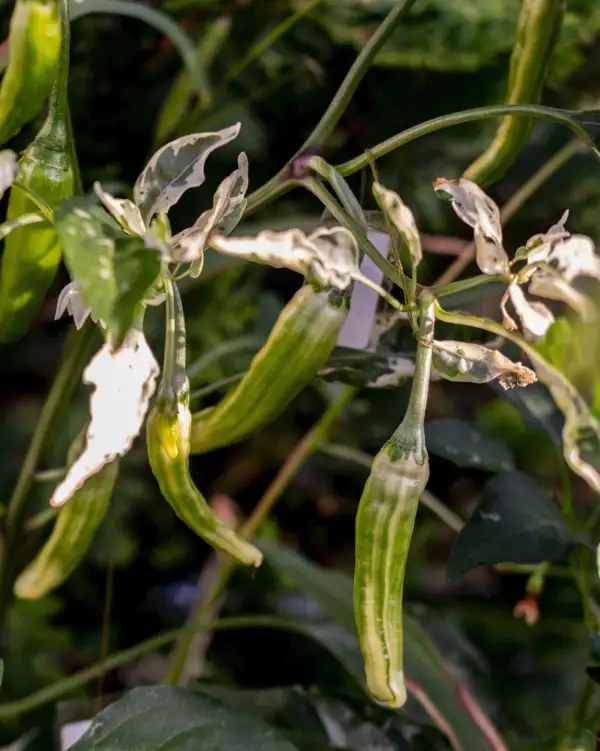 Chili / Paprika: Intergalactic T-E