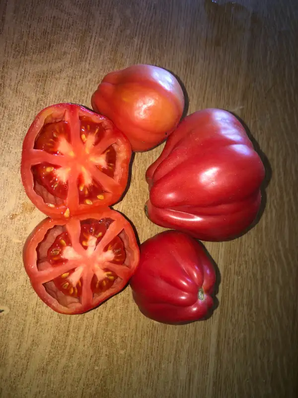 Tomaten: Inzhir Rozovyy / Pink Fig