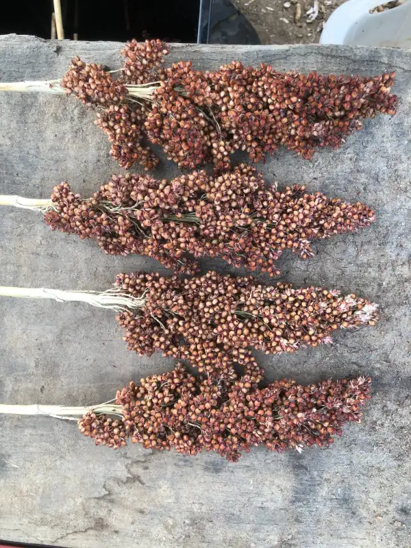 andere Gemüse: Iowa Sweet (Sorghum bicolor)