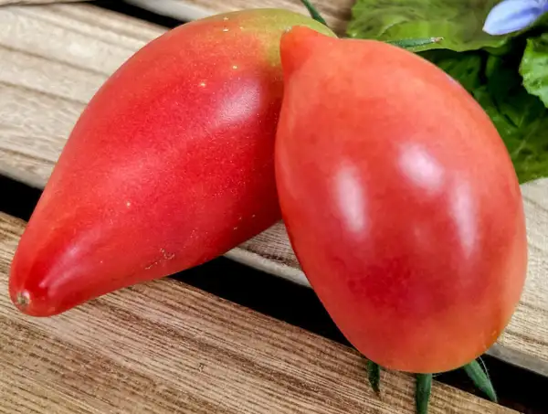 Tomaten: Irakische Herzförmige