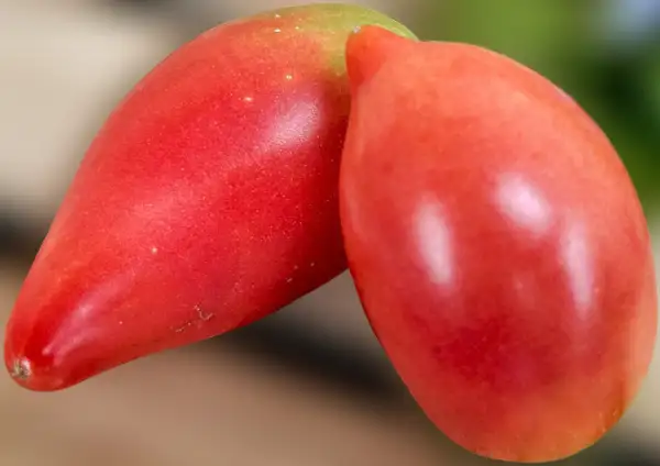 Tomaten: Irakische Herzförmige