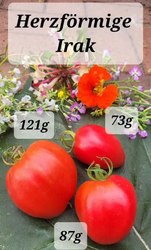 Tomaten: Irakische Herzförmige