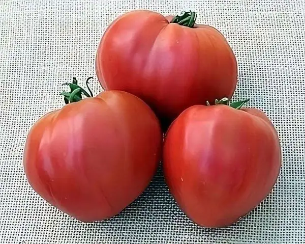 Tomaten: Irakische Herztomate