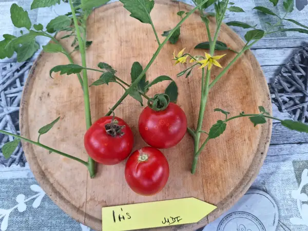 Tomaten: Iris