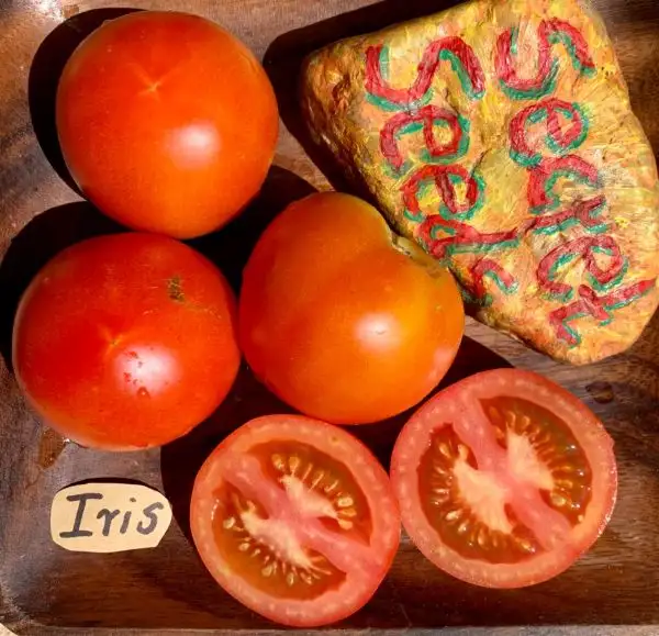 Tomaten: Iris