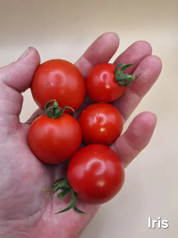 Tomaten: Iris