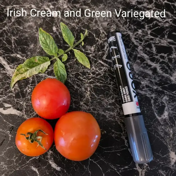 Tomaten: Irish Cream and Green Variegated
