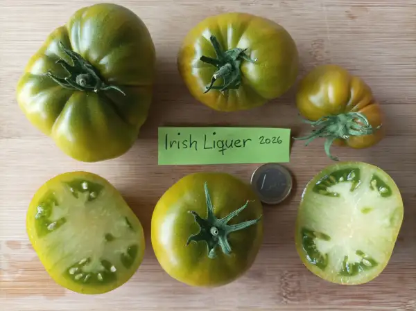 Tomaten: Irish Liqueur