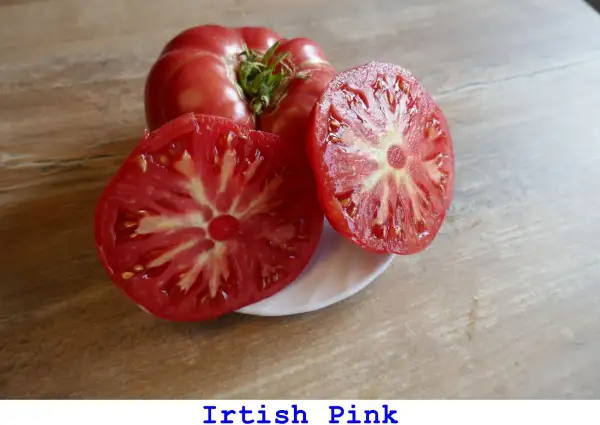 Tomaten: Irish Pink