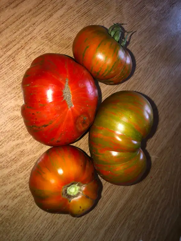 Tomaten: Irish Stripes