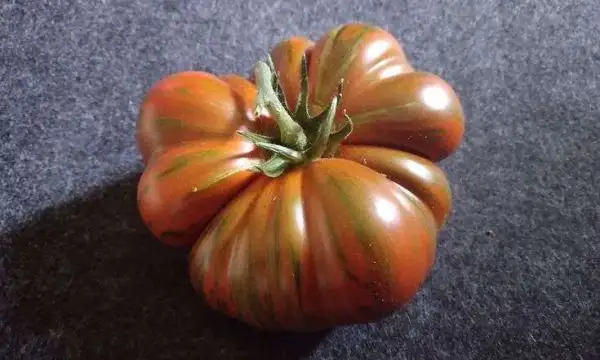 Tomaten: Irish Stripes