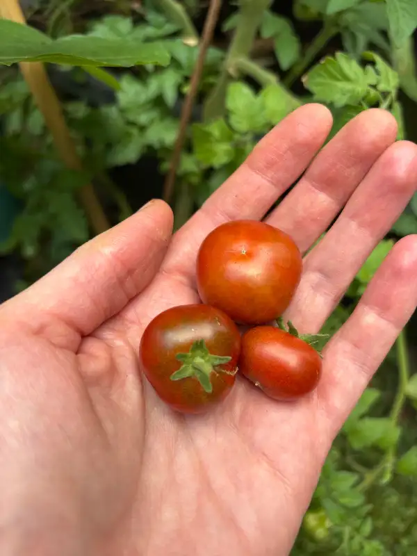 Tomaten: Irmas Highland