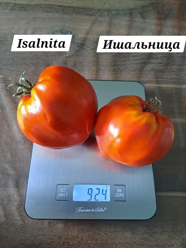 Tomaten: Isalnita