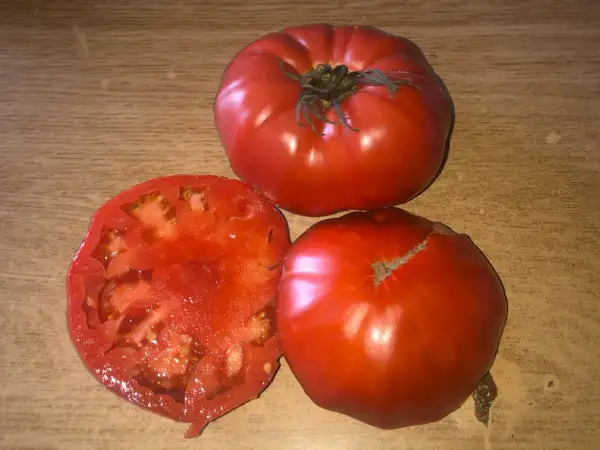 Tomaten: Isalnita Cu Cute