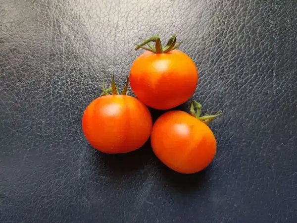 Tomaten: Isis Brandy