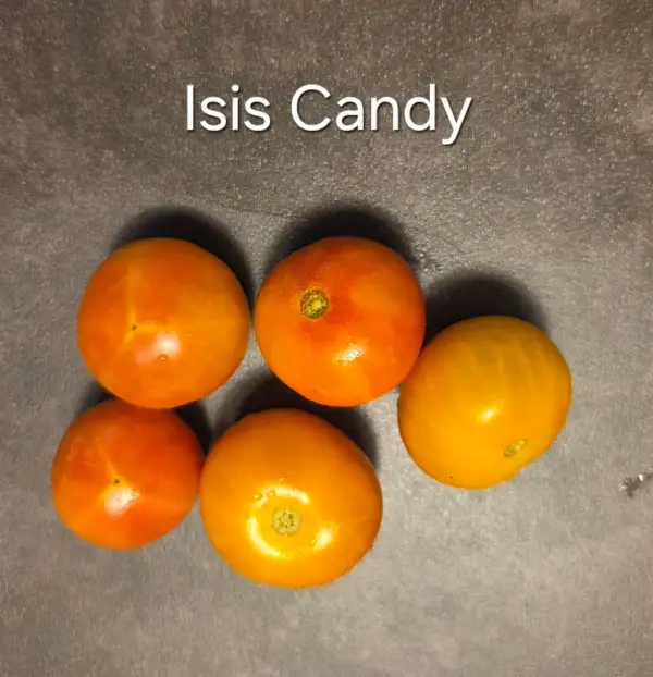 Tomaten: Isis Candy