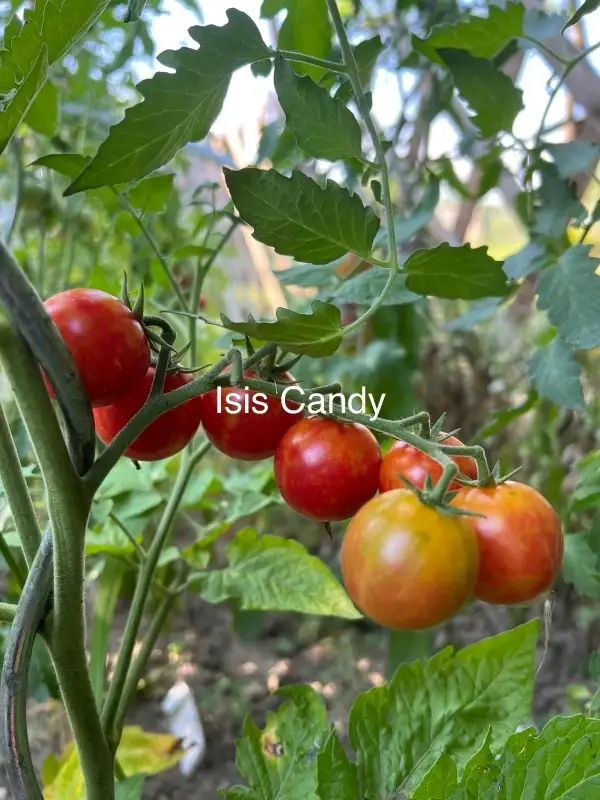 Tomaten: Isis Candy