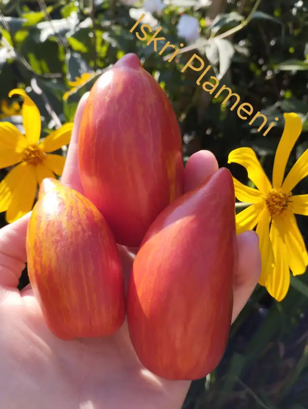 Tomaten: Iskri Plameni
