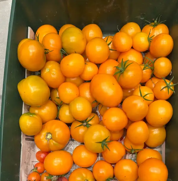 Tomaten: Island Heirloom gelb