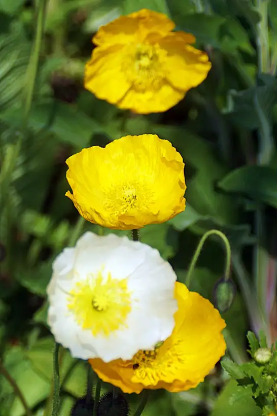 Blumen: Islandmohn