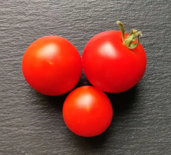 Tomaten: Islebia