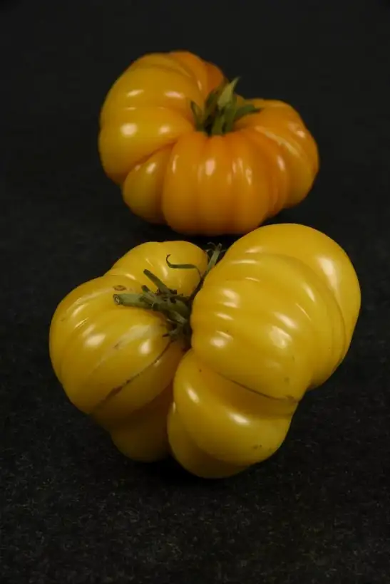 Tomaten: Ismael Ribbed