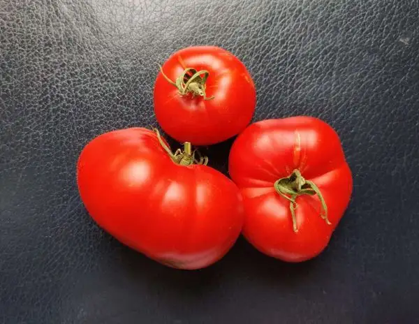 Tomaten: Isolde