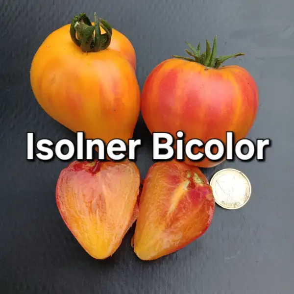 Tomaten: Isolner Bicolor