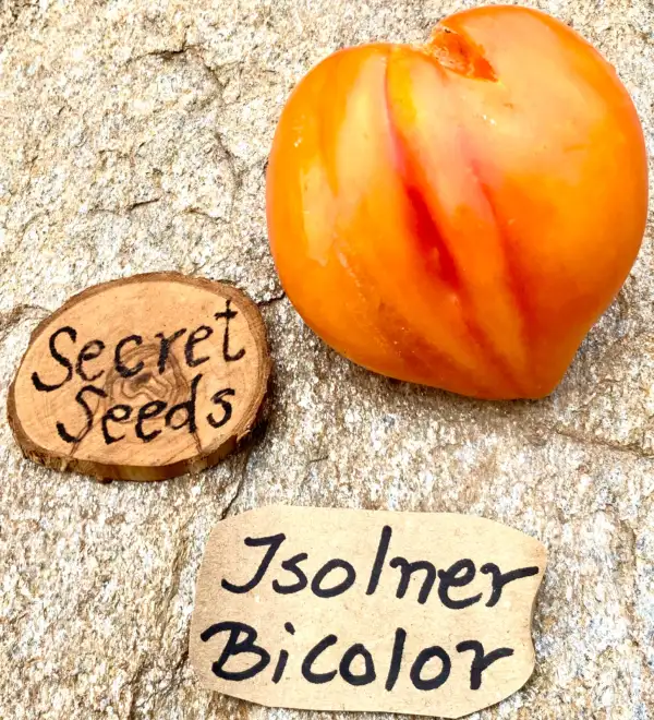 Tomaten: Isolner Bicolor