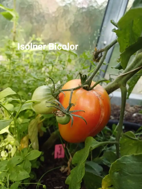 Tomaten: Isolner Bicolor