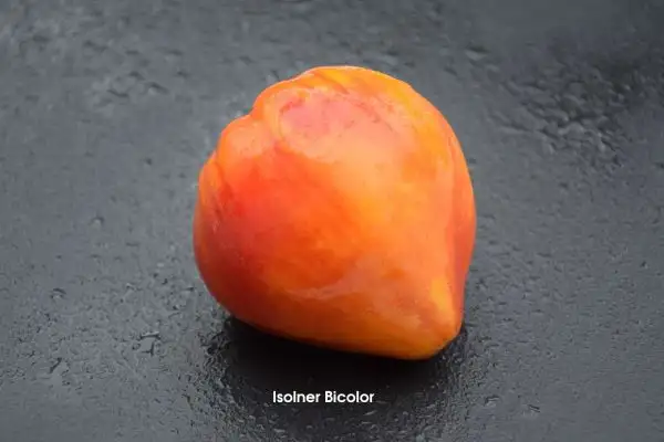 Tomaten: Isolner Bicolor