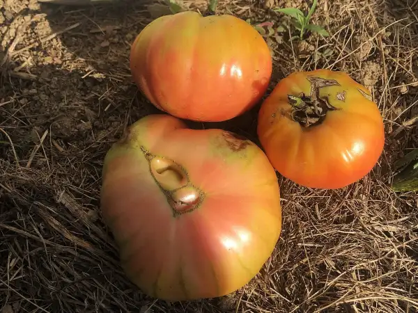 Tomaten: Ispolin