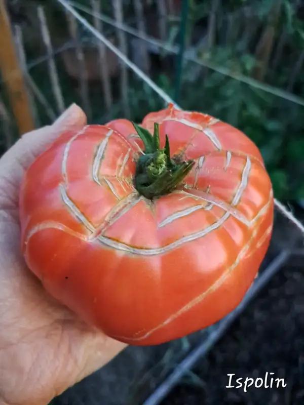 Tomaten: Ispolin 2025