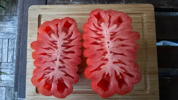 Tomaten: Ital. Ochsenherz Piemont