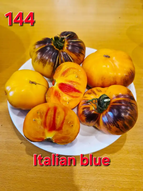 Tomaten: Italian blue