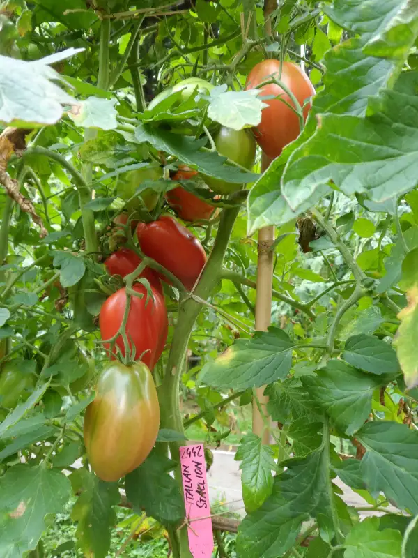 Tomaten: Italian Stallion ( Kat# 2442 )