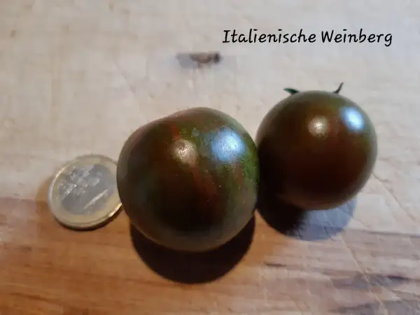 Tomaten: Italienische Weinberg