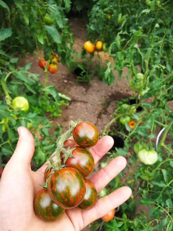 Tomaten: Italienische Weinberg