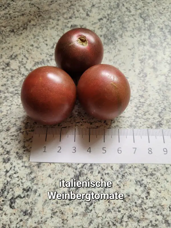 Tomaten: Italienische Weinbergtomate