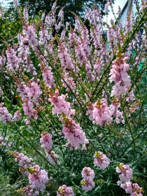 Blumen: Italienisches Leinkraut