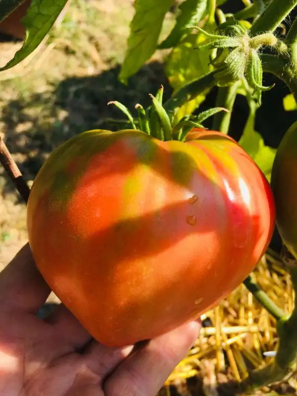 Tomaten: Italienisches Ochsenherz