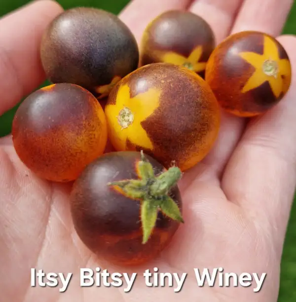 Tomaten: Itsy Bitsy Tiney Winey